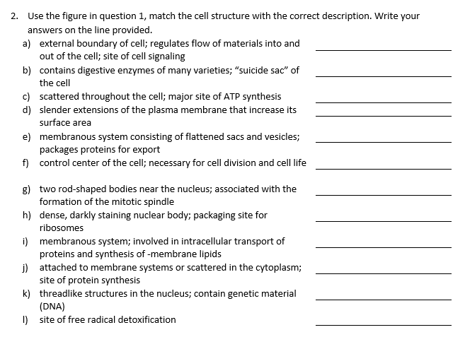 Solved 2. Use the figure in question 1, match the cell | Chegg.com