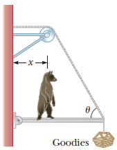 Solved A hungry bear weighing 700 N walks out on a beam in | Chegg.com
