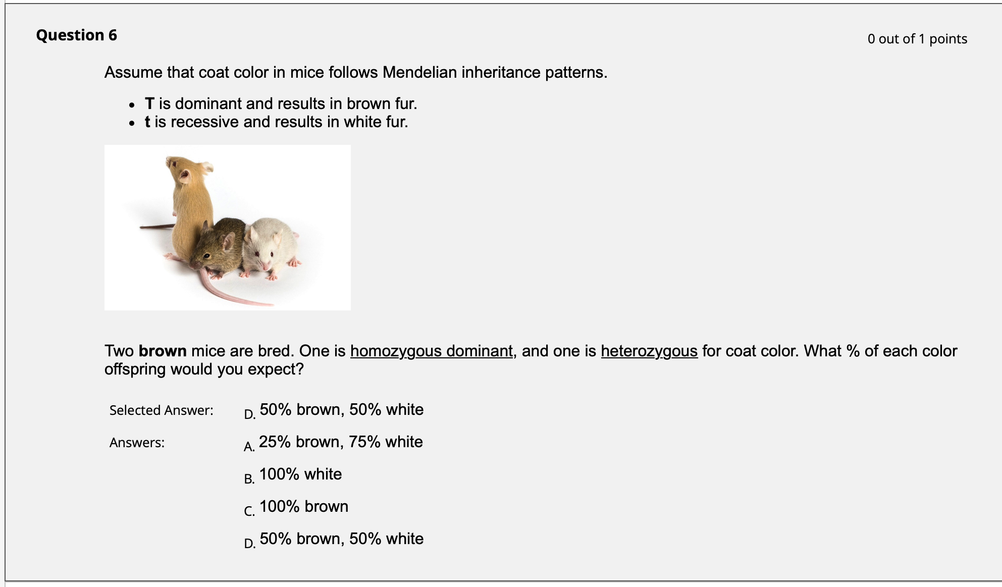 Solved Assume that coat color in mice follows Mendelian