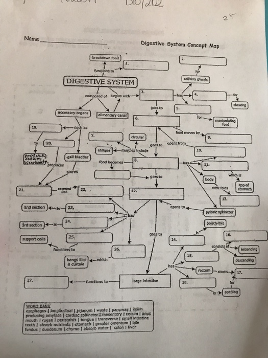 Digestive System Concept Map Map Of Zip Codes   Image 