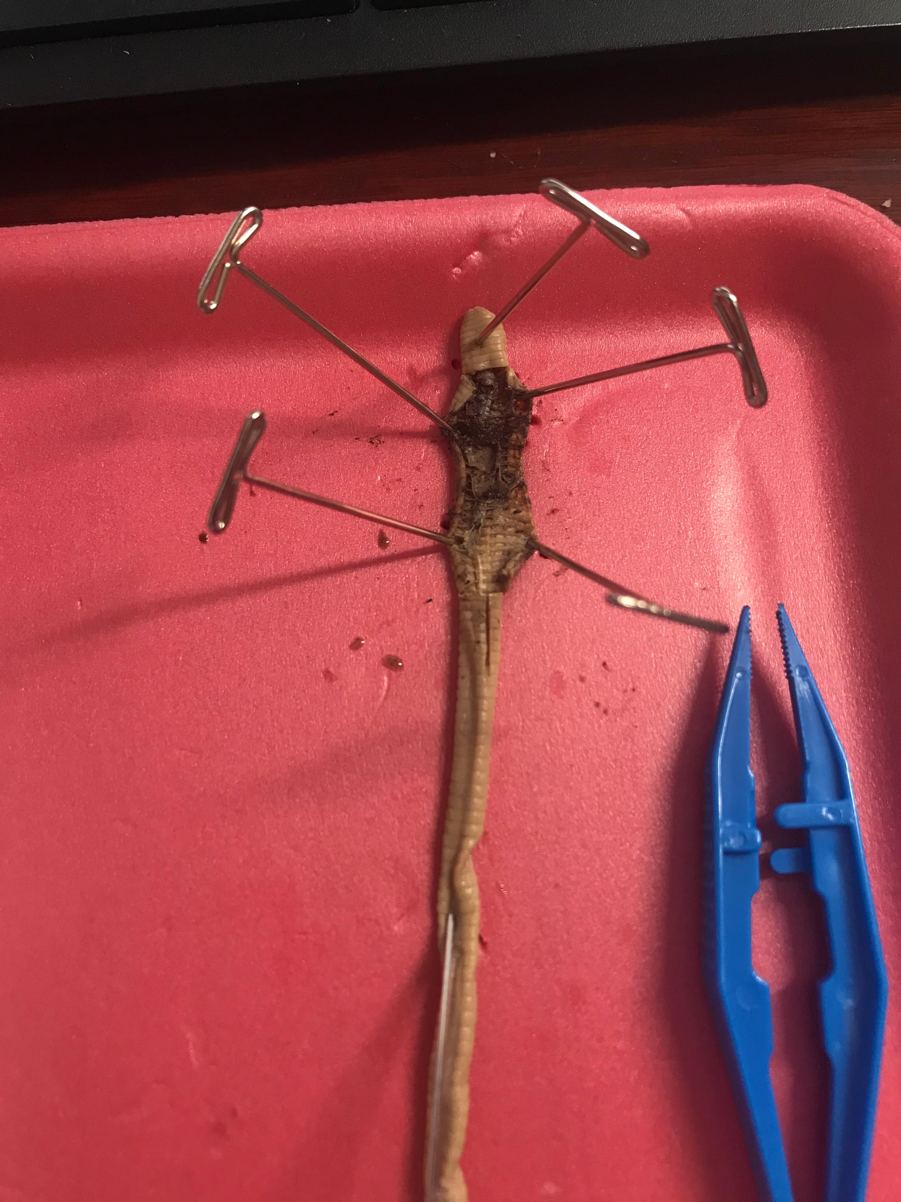 2 Earthworm Dissection Observing External Anatomy 1.