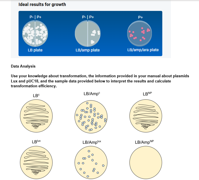 Solved Ideal results for growth PP+ PP+ P+ LB plate LB/amp