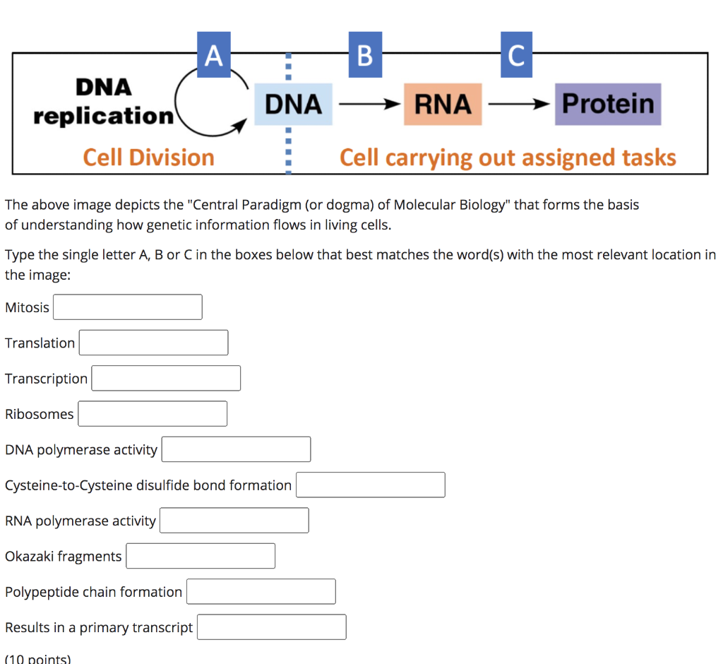 Solved A B С DNA replication DNA RNA Protein Cell Division | Chegg.com
