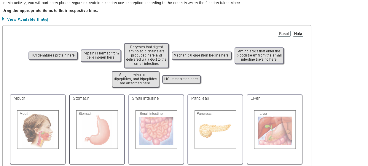 Solved How does your body use the protein once it has been