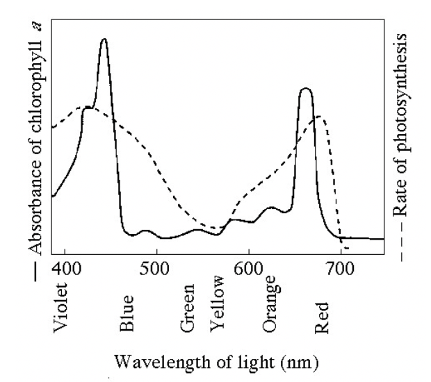 Chlorophyll deals absorbance spectrum