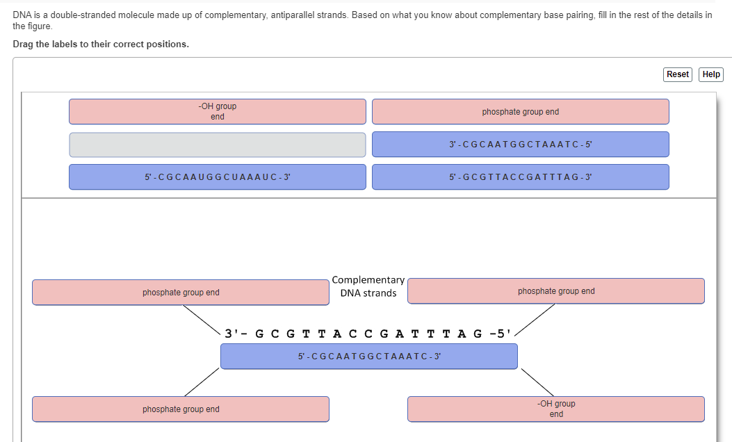 What Is A Double Stranded Molecule Of Dna Called