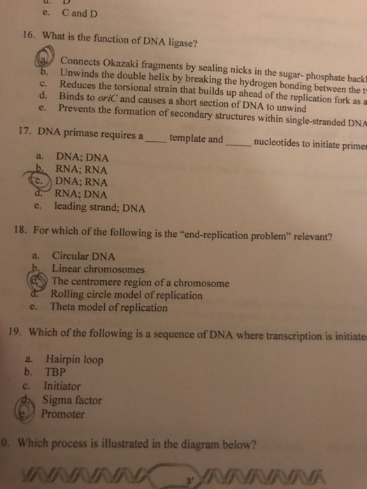 solved-what-is-the-function-of-dna-ligase-a-connects-chegg