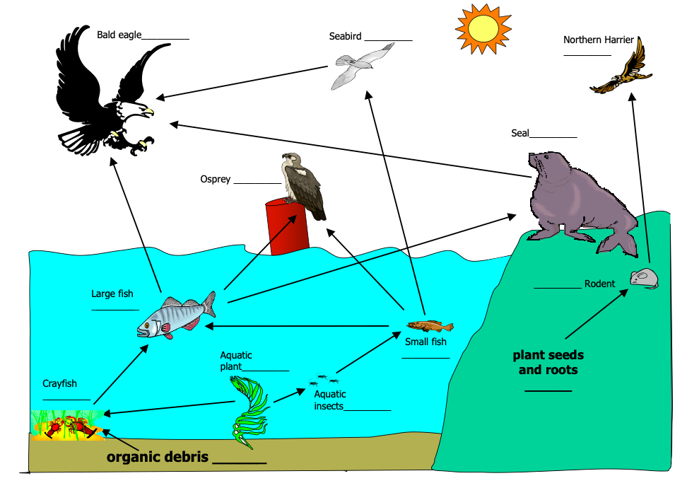 Solved Based on the food web relationships denoted by the | Chegg.com