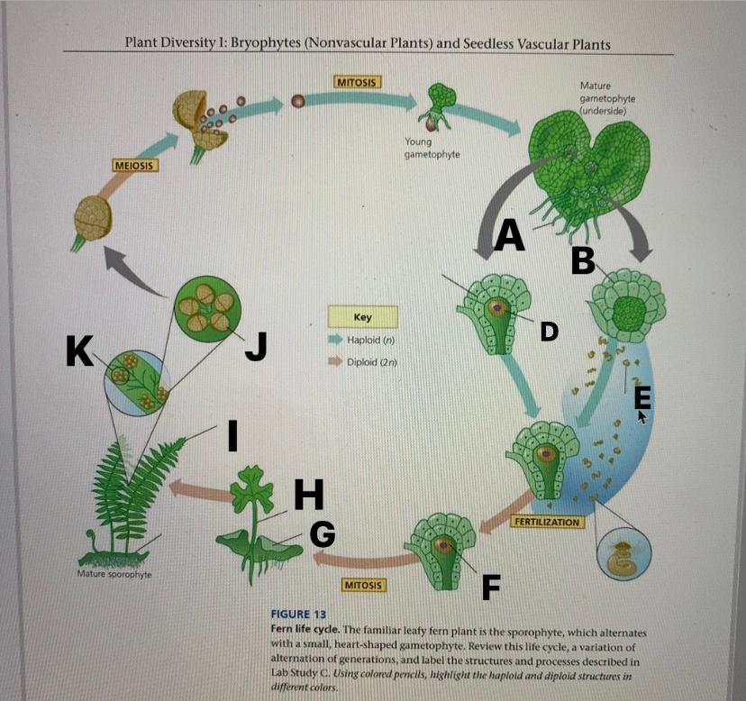 vascular seedless plants life cycle