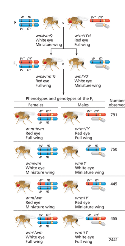 Solved The results for the F2 progeny are shown for a F1 | Chegg.com