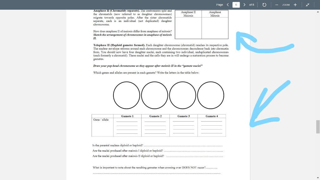 Solved Page of 8 ZOOM Mitosis Anaphase 1Chromatids Biology Diagrams