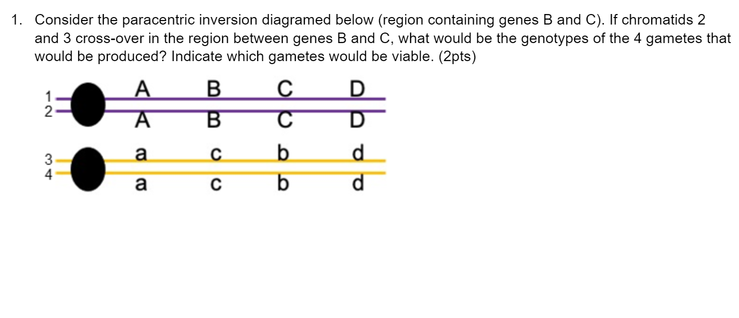 Solved 1. Consider the paracentric inversion diagramed below | Chegg.com