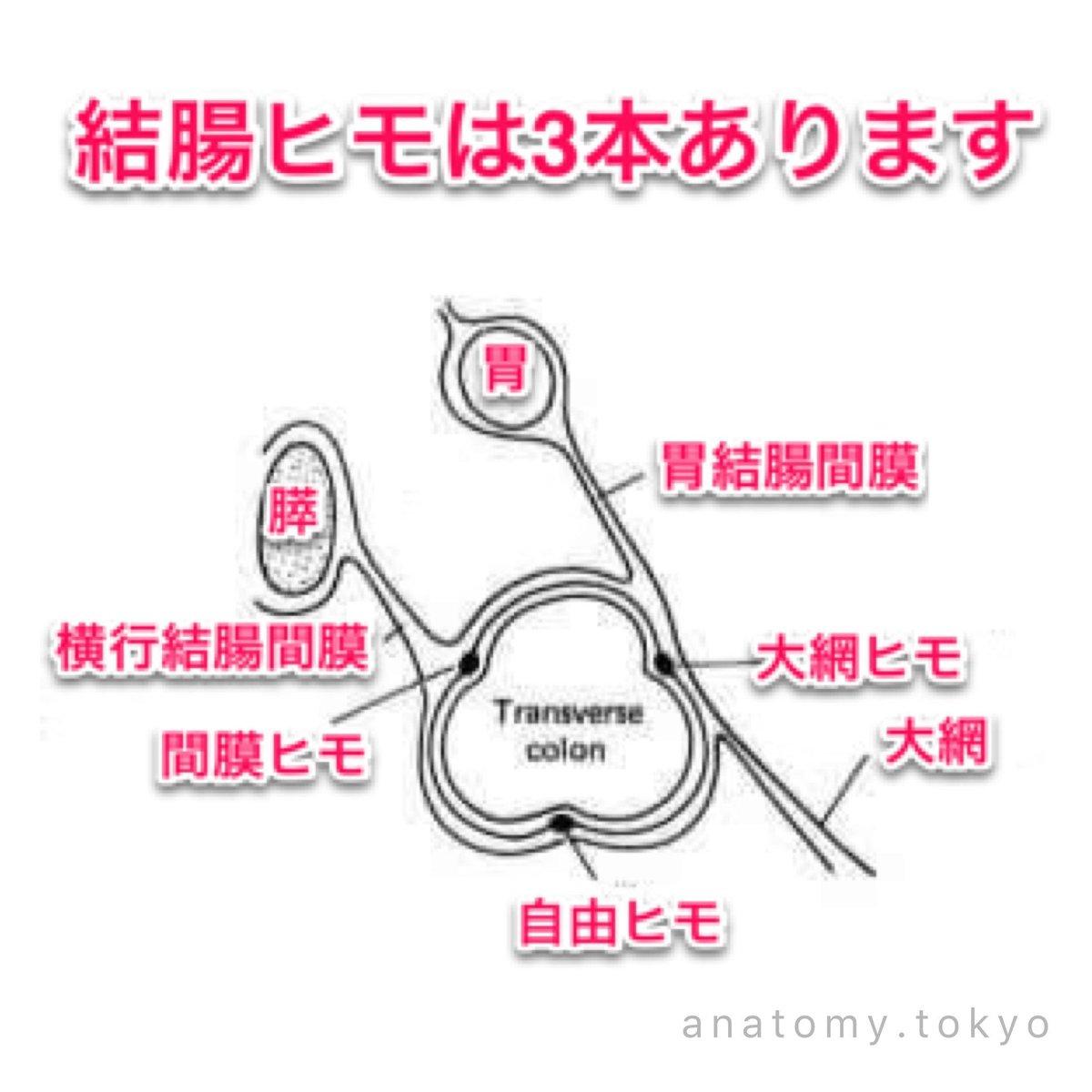 解剖学 消化器系 Flashcards Chegg Com