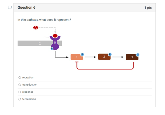 solved-question-5-1-pts-in-this-diagram-what-does-1-2-3-chegg