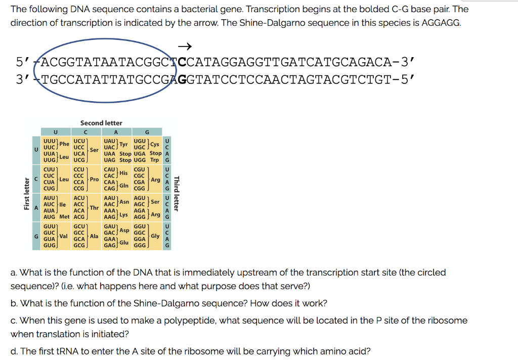Solved The following DNA sequence contains a bacterial gene. | Chegg.com