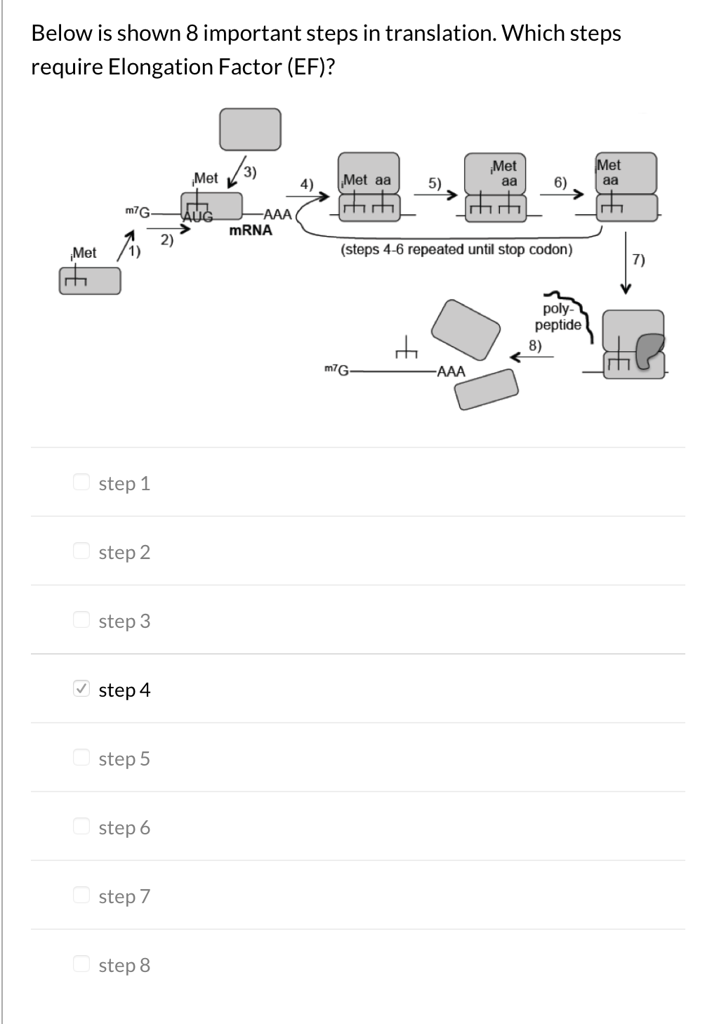 Solved Below is shown 8 important steps in translation. | Chegg.com