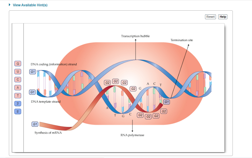 Solved The direction of the DNA coding (information) strand, | Chegg.com