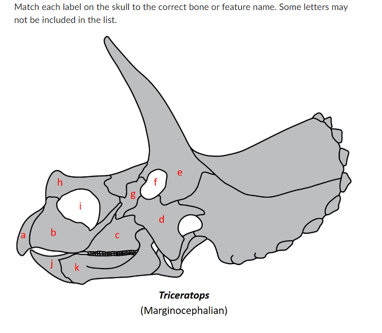 Solved Match each label on the skull to the correct bone or | Chegg.com