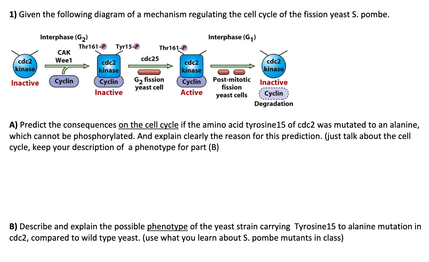 Solved 1) Given the following diagram of a mechanism | Chegg.com