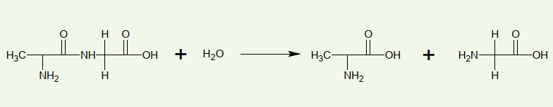 Solved Which Class Probably Belongs To The Enzyme That | Chegg.com