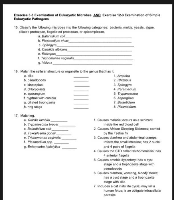 Solved Exercise 3-3 Examination of Eukaryotic Microbes AND | Chegg.com