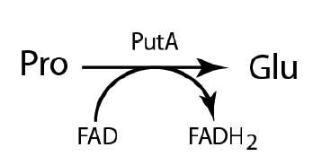 Solved 1.You are studying the conversion of the amino acid | Chegg.com