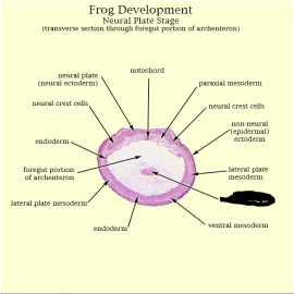 frog neural plate