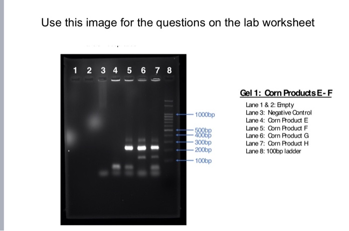 Solved: Worksheet: Lab #3: GMO Gel Electrophoresis Fall 20... | Chegg.com