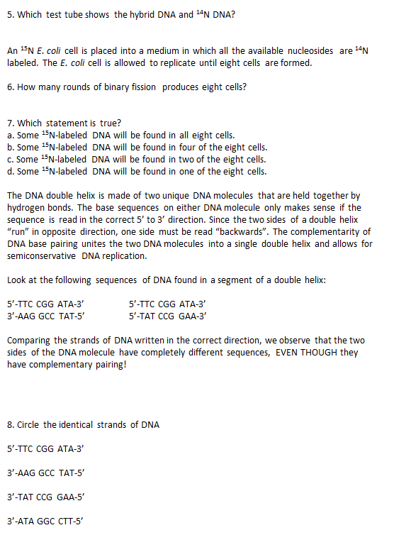 Solved A short segment of DNA is given. The small dark | Chegg.com