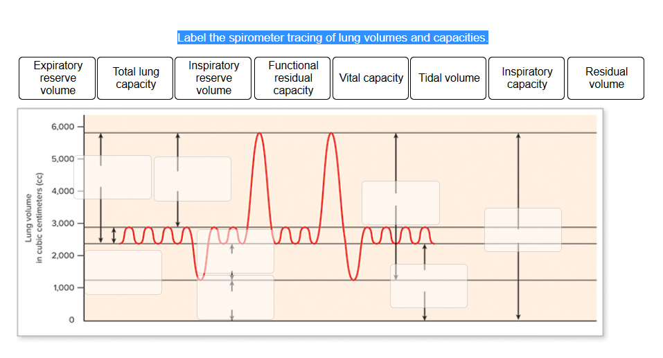 solved-label-the-spirometer-tracing-of-lung-volumes-and-chegg