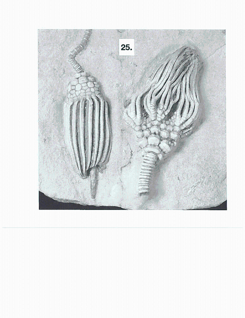 Solved Identify all fossil specimens provided by your | Chegg.com