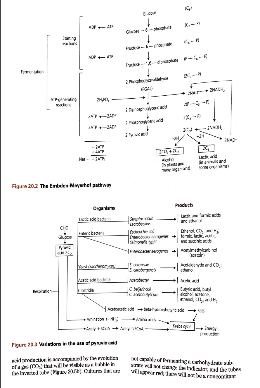 ADP ATP
ADP ATP
2H?PO4
2ATP-2ADP
2ATP2ADP
- 2ATP
+ 4ATP
Net = + 2ATPs
Figure 20.2 The Embden-Meyerhof pathway
Organisms
Lacti