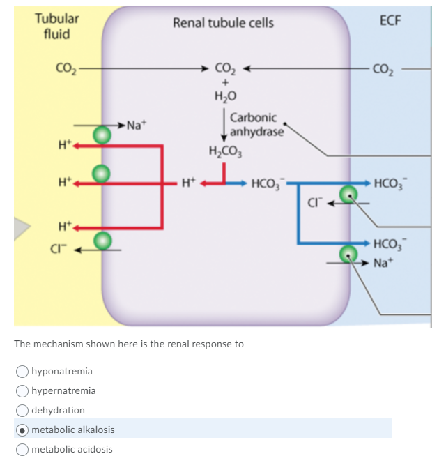 Solved Tubular Fluid Renal Tubule Cells Ecf Co2 Co2 Co2 Nat | Chegg.com Solved Tubular Fluid Renal Tubule Cells Ecf Co2 Co2 Co2 Nat | Chegg.com
