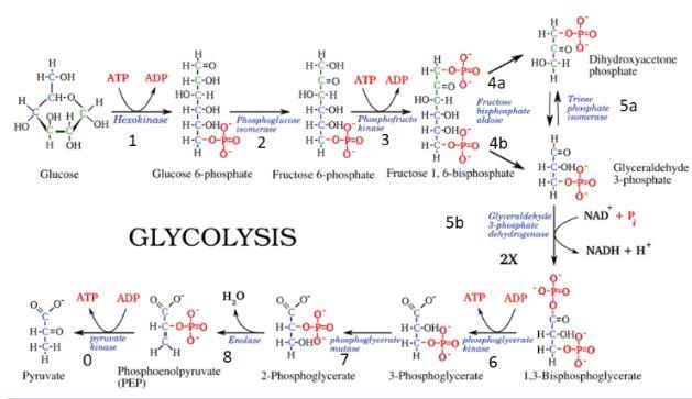 Solved 4. What product in this metabolic pathway could | Chegg.com