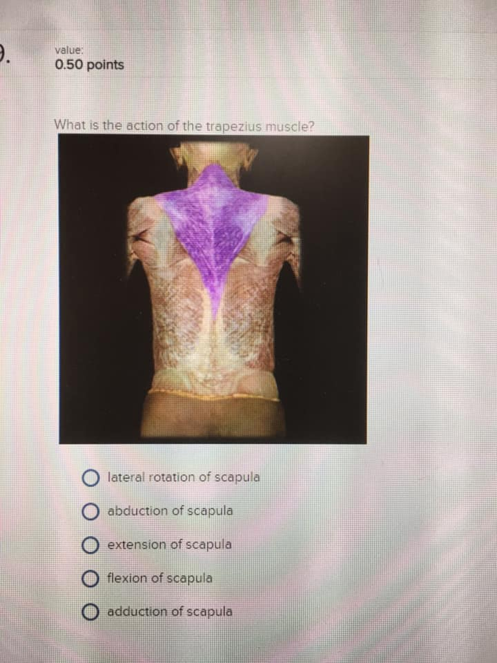 Solved Specify the action of the muscle that is highlighted