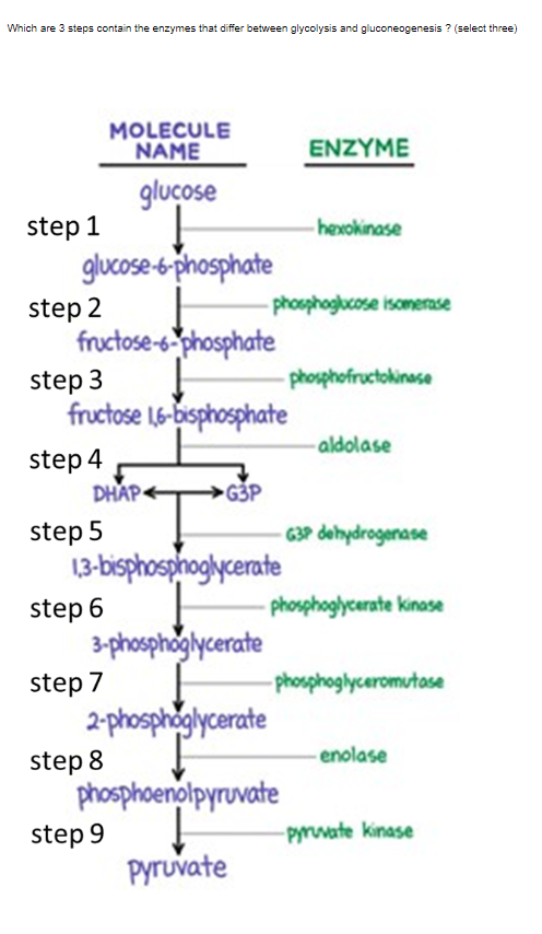 Which are 3 steps contain the enzymes that differ | Chegg.com