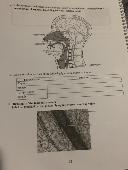Solved 2. Label the tonsils and specific areas they are