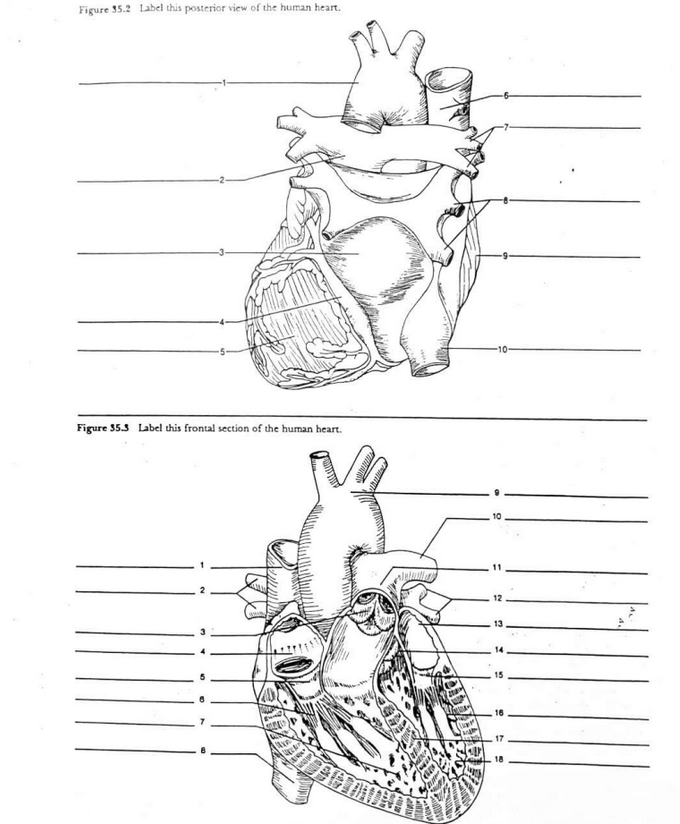 Solved Figure 35.2 Label this posterior view of the human | Chegg.com