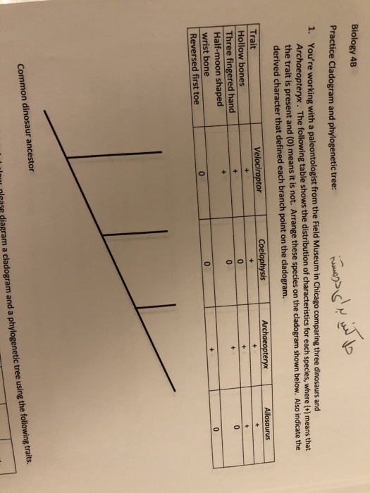 cladogram-practice-worksheet