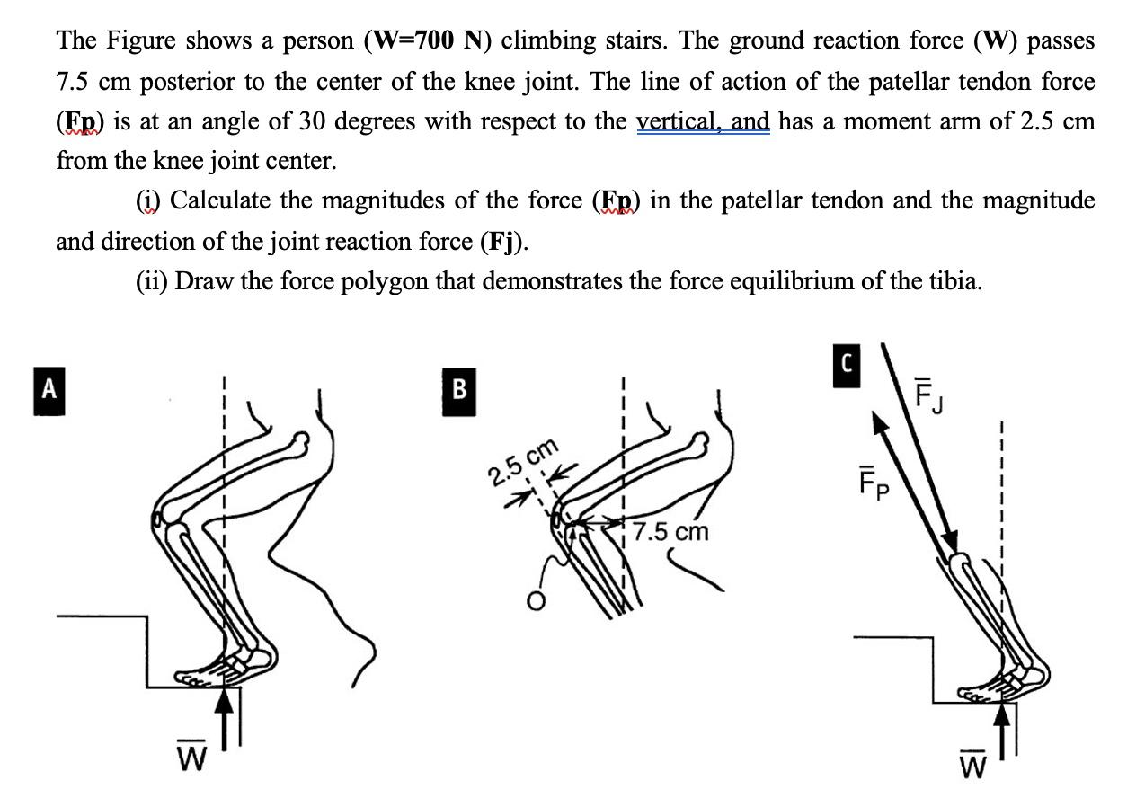 Solved The Figure Shows A Person (w=700n) Climbing Stairs. 