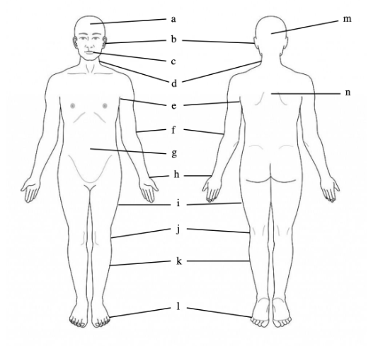 Unlabeled Anatomical Position
