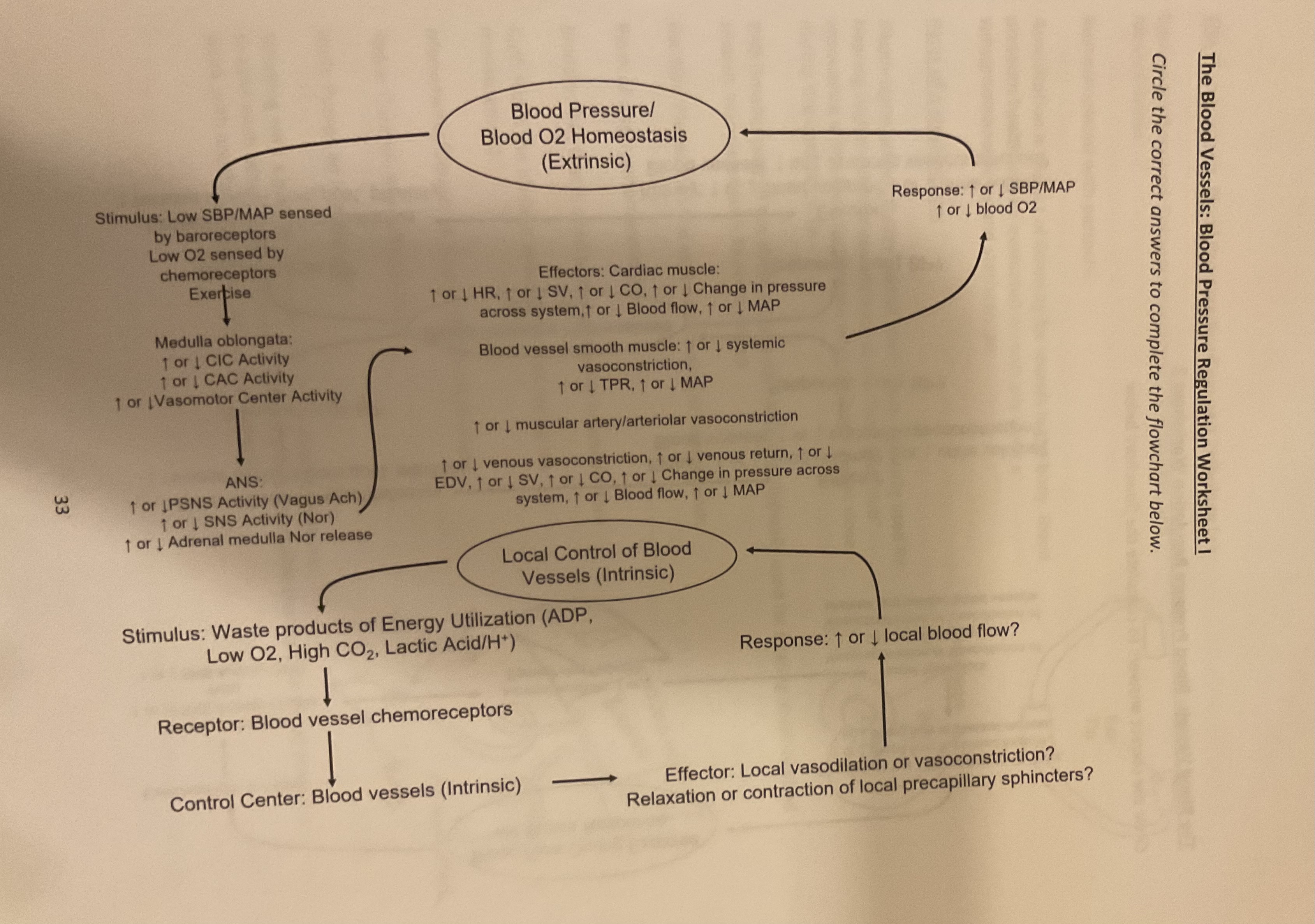 Solved The Blood Vessels Filtration and Reabsorption