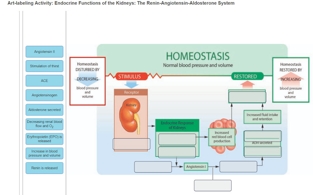 Solved Art-labeling Activity: Endocrine Functions of the | Chegg.com