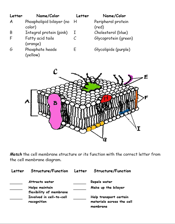 Cell Membrane Structure And Function