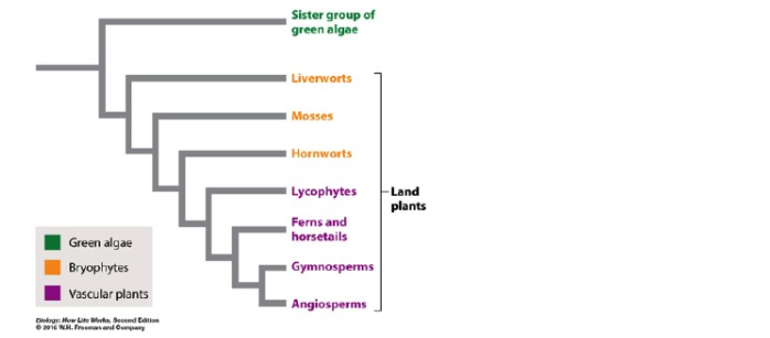 The Tetrasporine Line, The Green Algae, Introduction to Botany, Botany