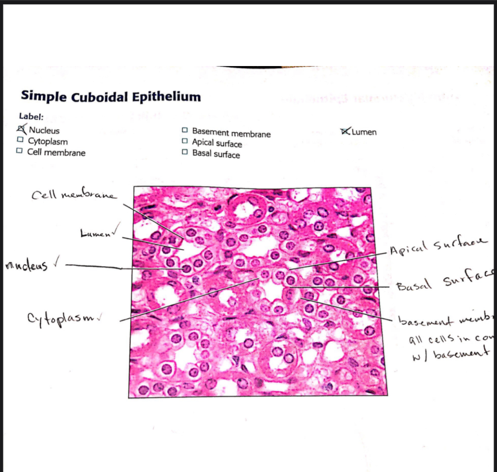 simple cuboidal epithelium apical surface