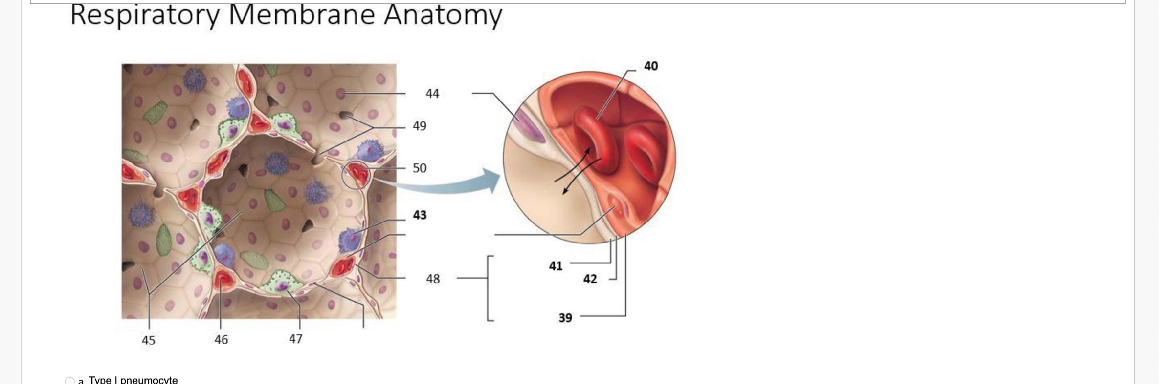Solved Respiratory Membrane Anatomy | Chegg.com