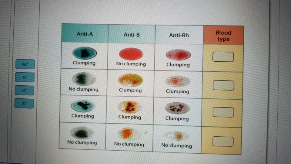 Solved Drag The Labels Onto The Diagram To Identify The | Chegg.com