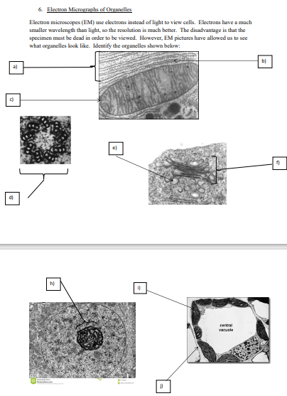 Solved 6. Electron Micrographs of Organelles Electron | Chegg.com