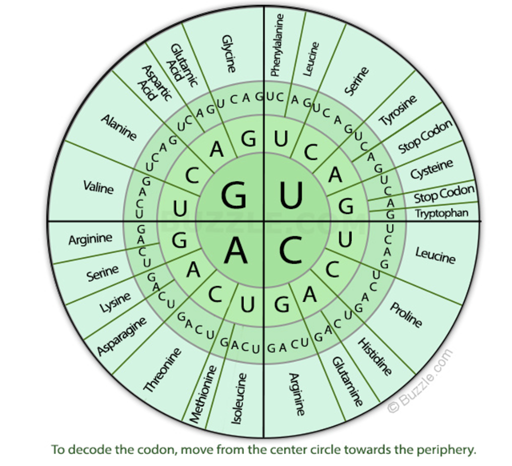 Solved 1. DNA → CCT CTT TAC ACA CGG AGG GTA CGC TAT TCT ATG | Chegg.com